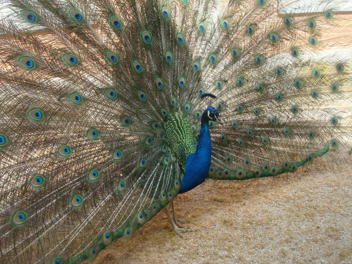 Posada De La Costurera De Аранхес Екстериор снимка